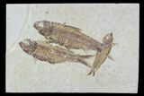 Fossil Fish Plate (Knightia eocaena) - Wyoming #94192-1